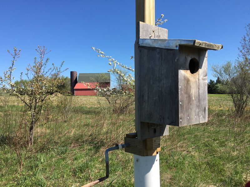 A Nest Box Can Give Them A Place To Raise Young