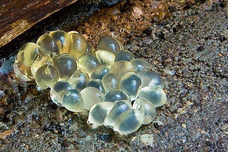 A New Generation Is Hatching