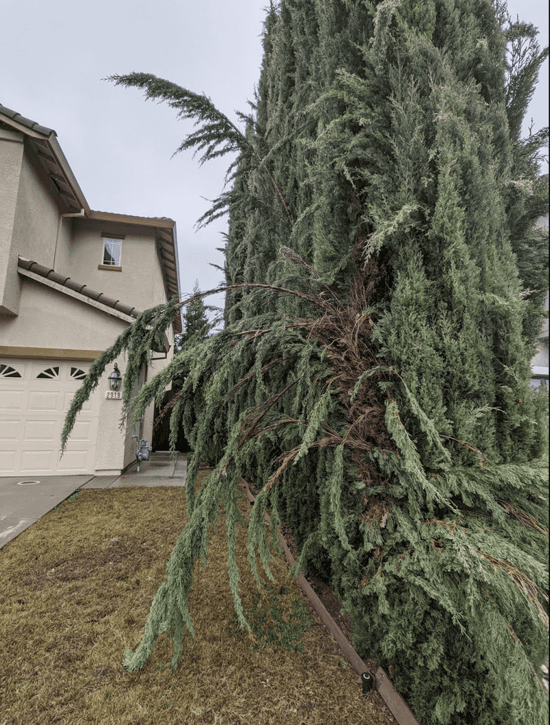 A New Lean Can Point To Root Damage