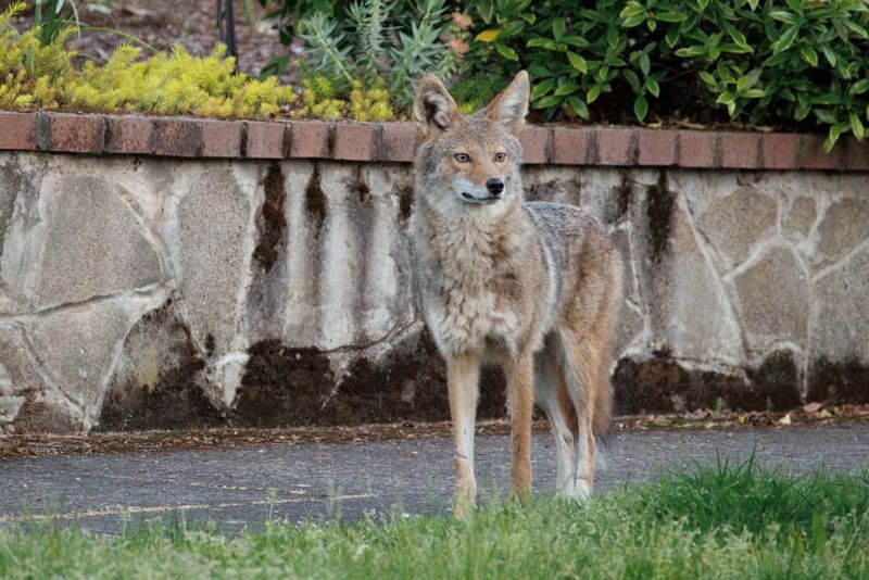 A New Territory Of Their Own