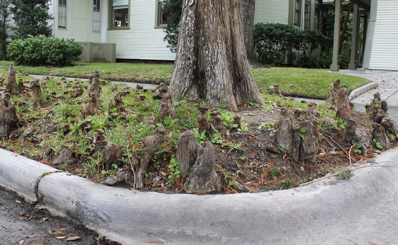 A Newer Theory Says They Help Collect Soil