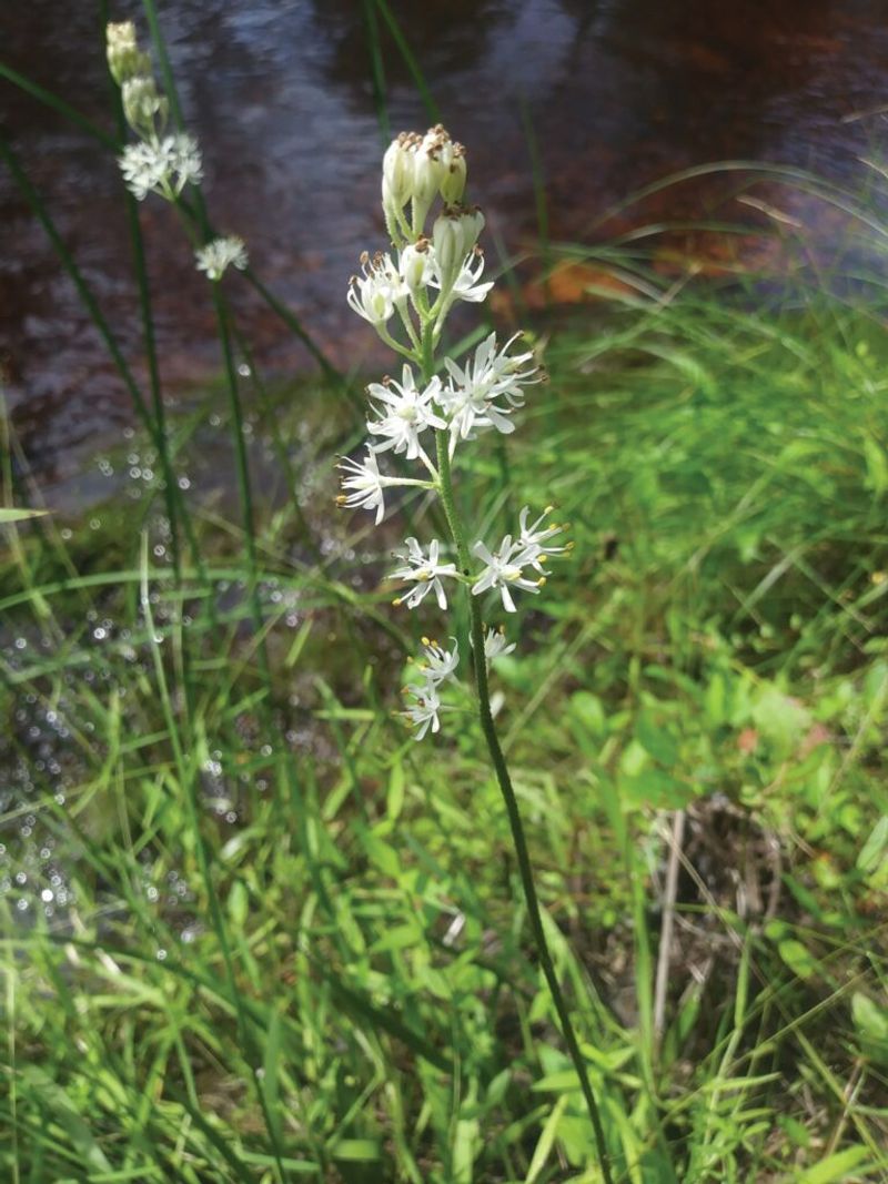 A Newly Named Hybrid Species Honoring New Jersey A Newly Named Hybrid Species Honoring New Jersey