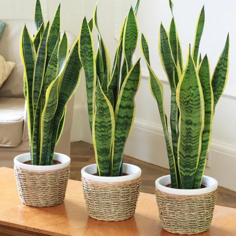 A Night Shift Plant For Your New York Bedroom A Night Shift Plant For Your New York Bedroom