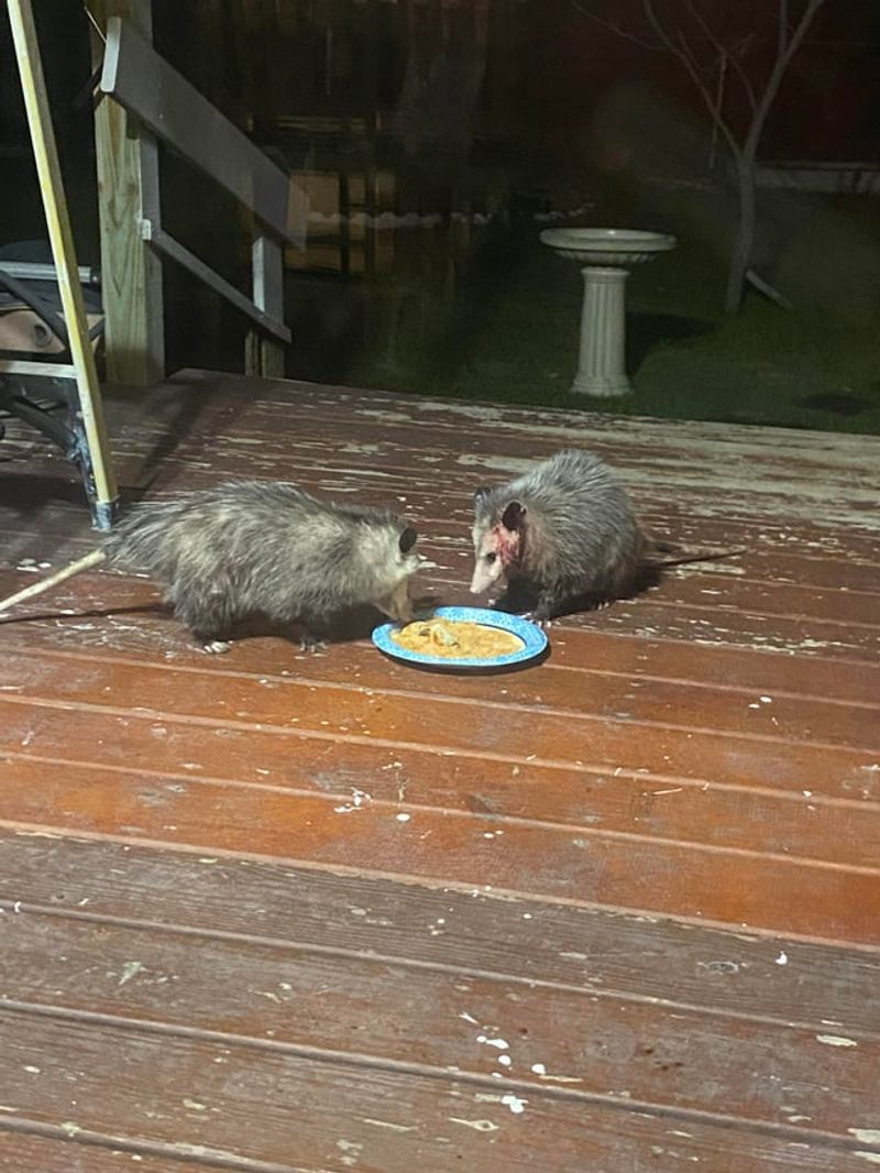 A Nightly Visit Means Easy Food Nearby A Nightly Visit Means Easy Food Nearby