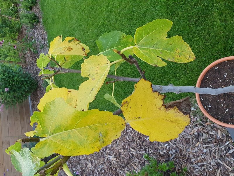 A Nitrogen Shortage Fades The Lower Canopy A Nitrogen Shortage Fades The Lower Canopy
