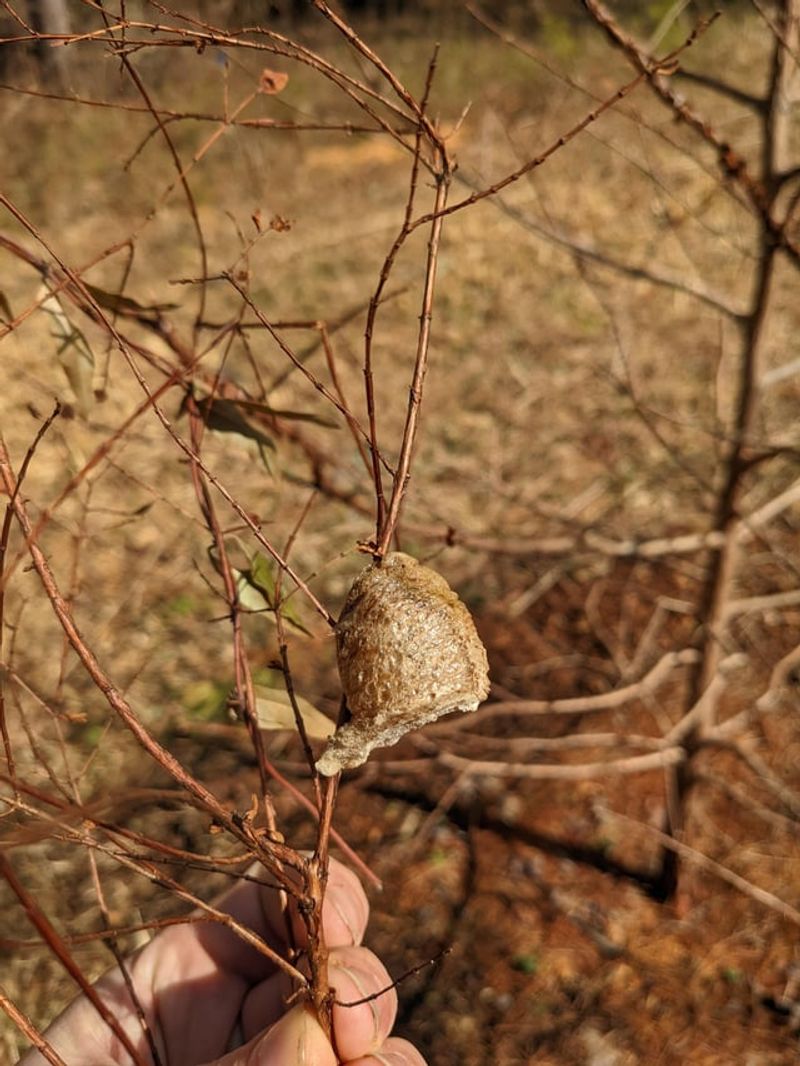 A Non-Native Species Behind Most Indiana Egg Cases