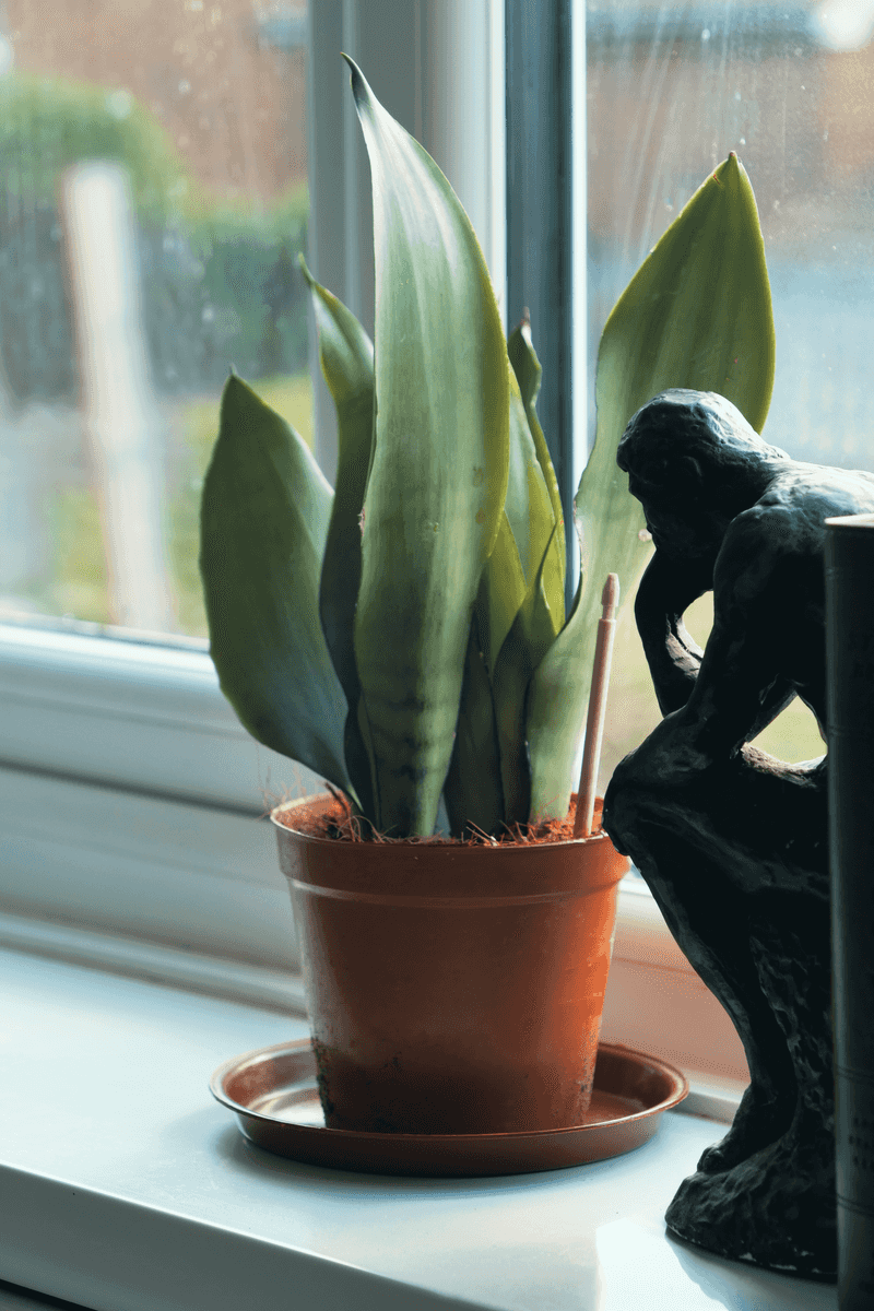 A North-Facing Window May Not Provide Enough Light