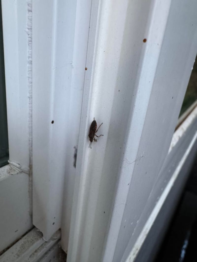 A Nuisance Indoors With Little Risk To People