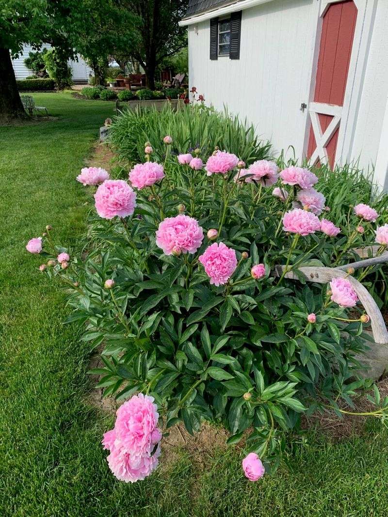 A Once-Sunny Peony Bed Can Become Too Shady Over Time