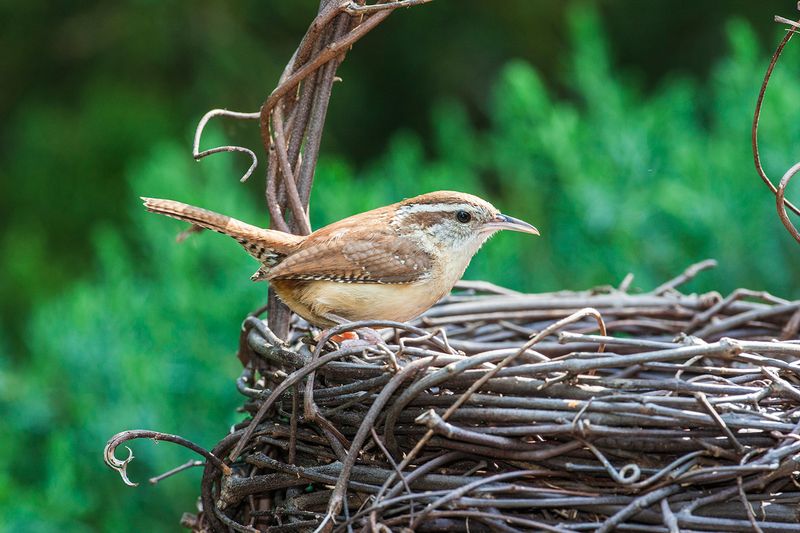 A Pair May Be Nesting Nearby
