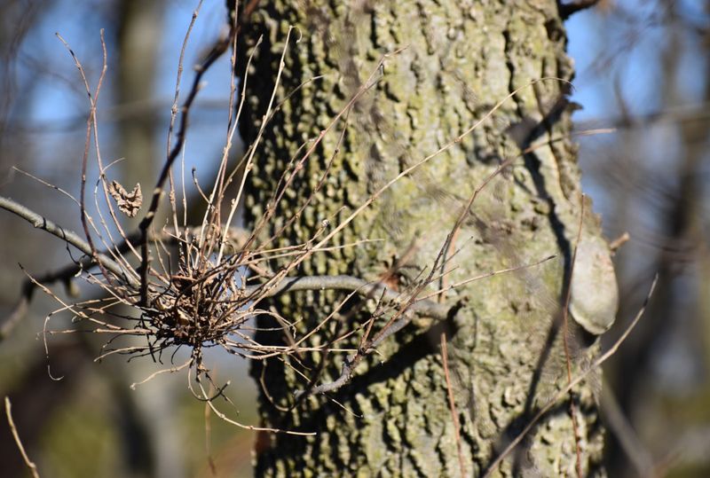 A Pair Of Microscopic Organisms Triggers The Tangle A Pair Of Microscopic Organisms Triggers The Tangle