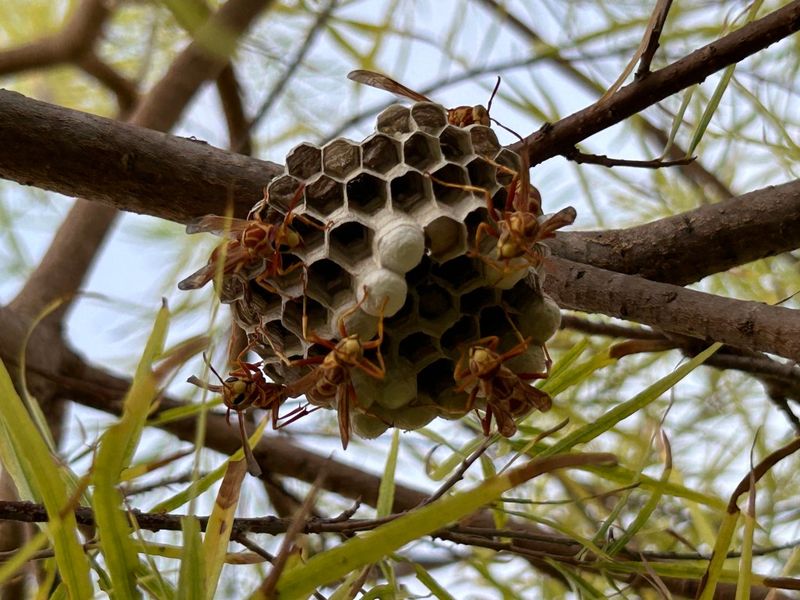 A Paper Wasp Nest Hanging From A Branch A Paper Wasp Nest Hanging From A Branch