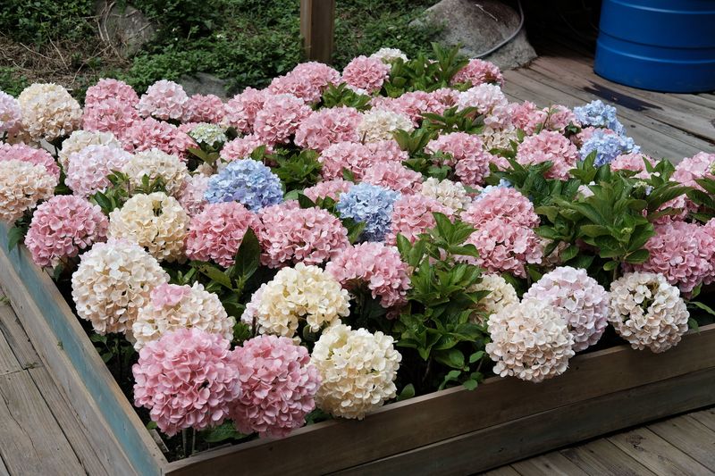A Payoff Of More Blooms Next June A Payoff Of More Blooms Next June