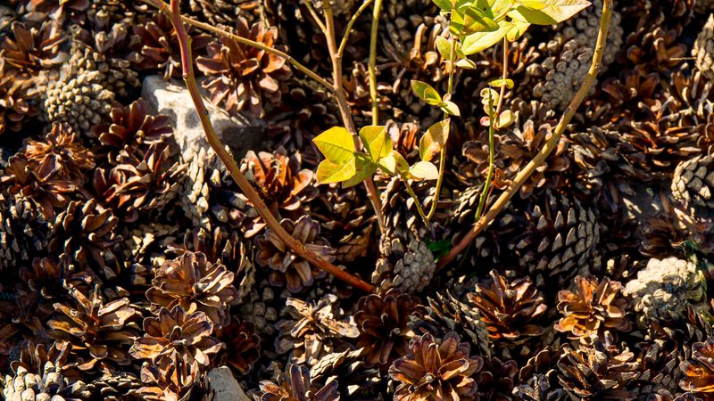 A Pine Cone Layer Can Discourage Digging Pets