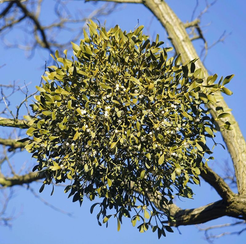 A Plant Called Mistletoe Living On Your Trees