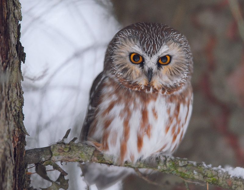 A Pocket-Sized Owl Called The Northern Saw-Whet