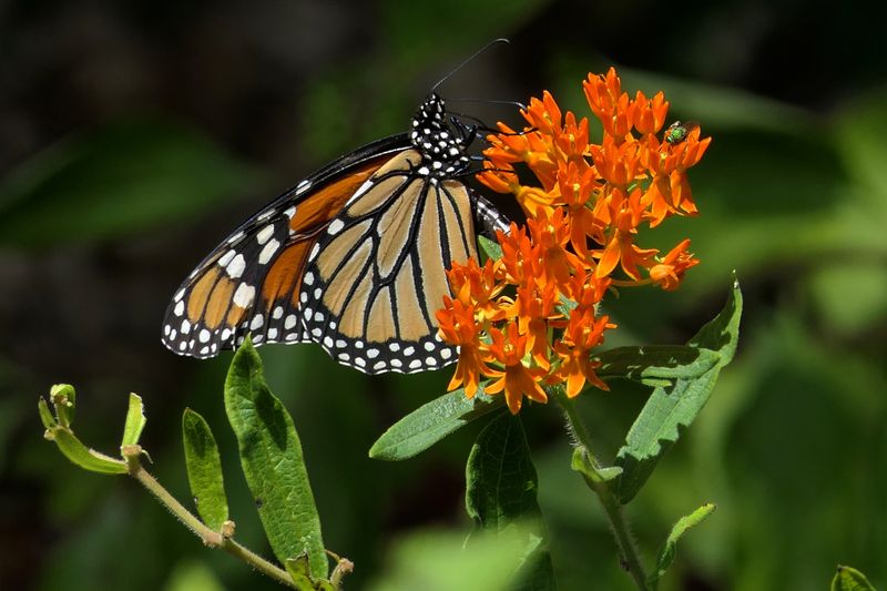 A Popular Butterfly Plant Can Cause Trouble Late In The Year