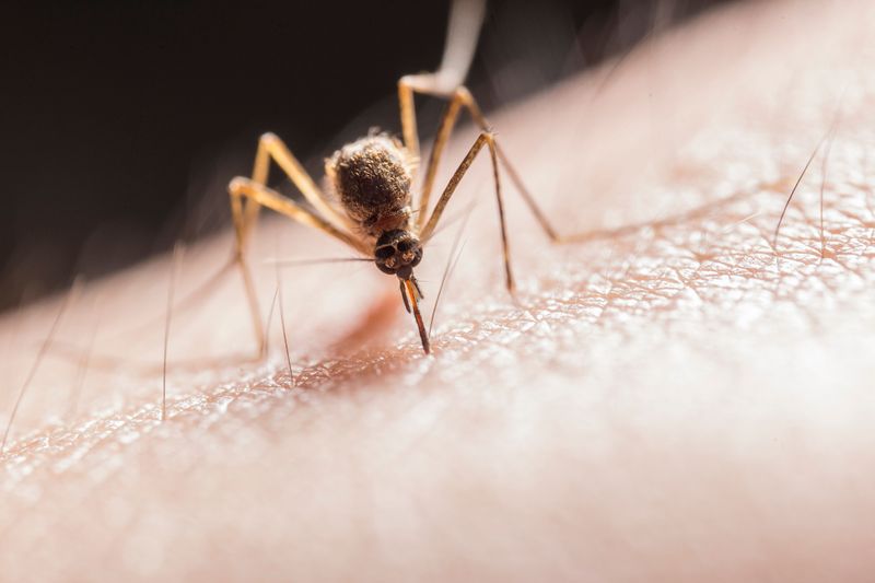 A Possible Mosquito Deterrent For Your Patio A Possible Mosquito Deterrent For Your Patio