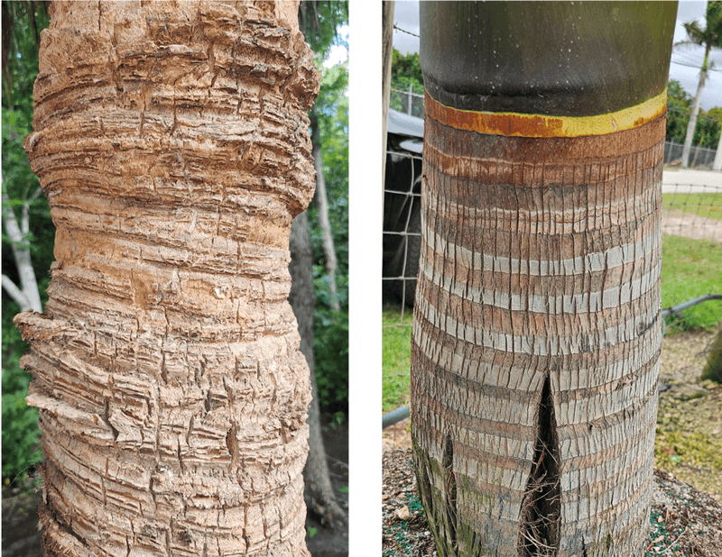 A Potassium-Rich Palm Heads Into Winter Better Protected