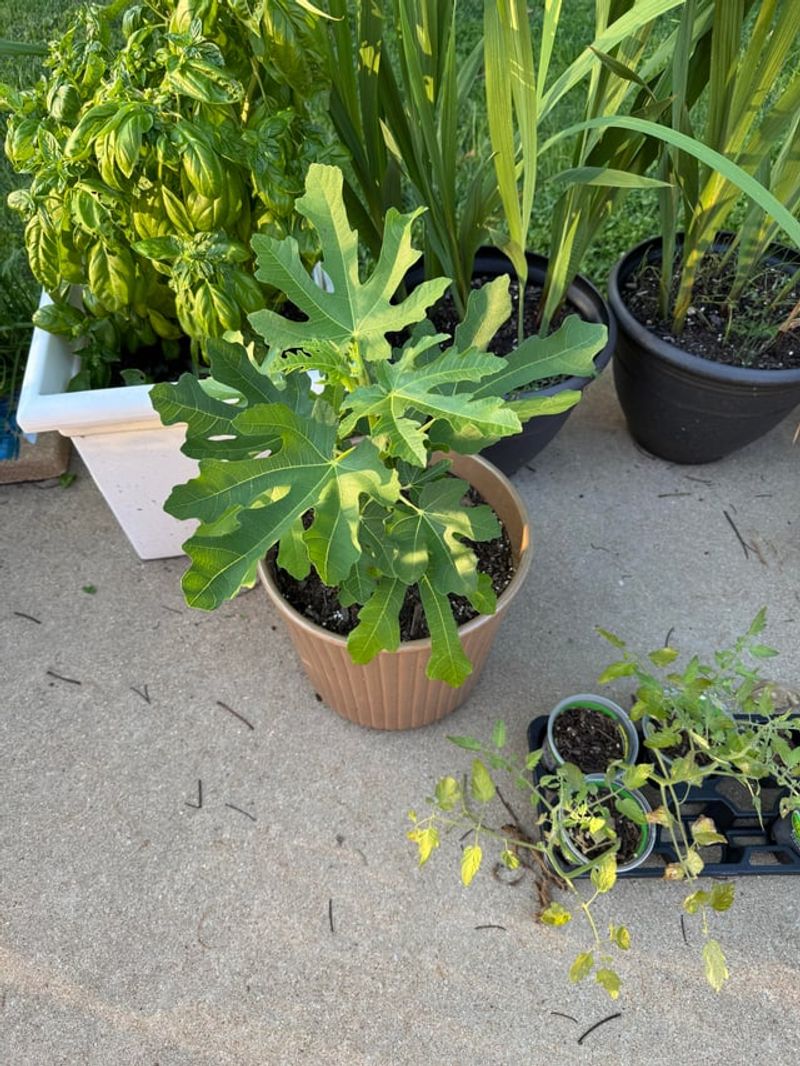 A Potted Fig Can Go In The Ground Now