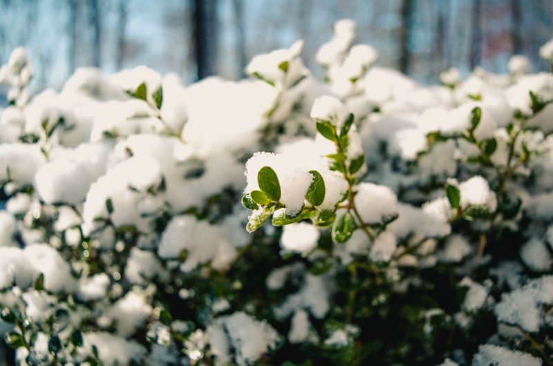 A Practical Seasonal Cleanup Plan For Infested Shrubs