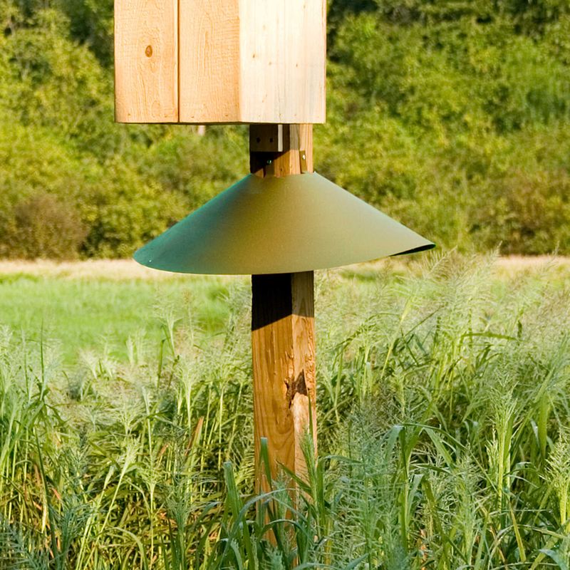 A Predator Guard Keeps Squirrels And Raccoons Out