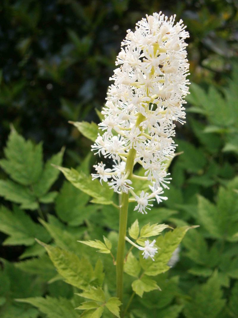 A Pretty Spring Bloomer Too
