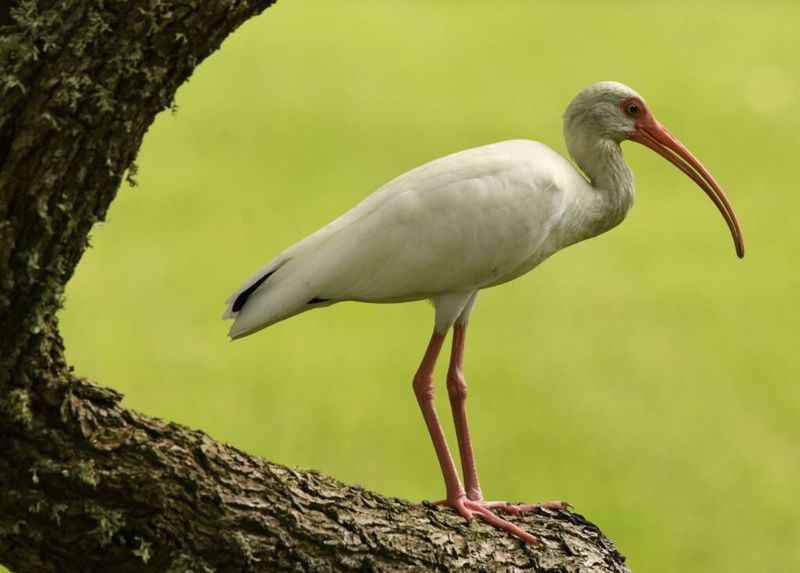 A Protected Guest To Admire From Afar A Protected Guest To Admire From Afar