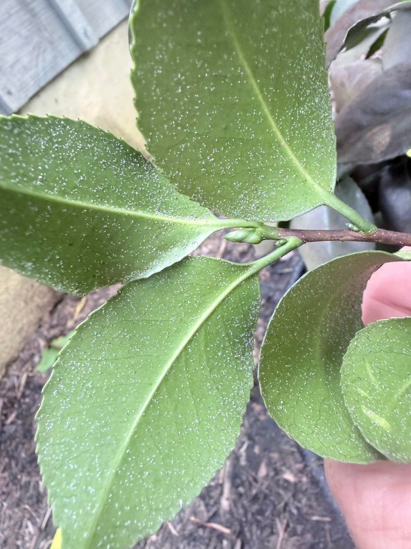 A Quick Check For Tea Scale Under The Leaves A Quick Check For Tea Scale Under The Leaves