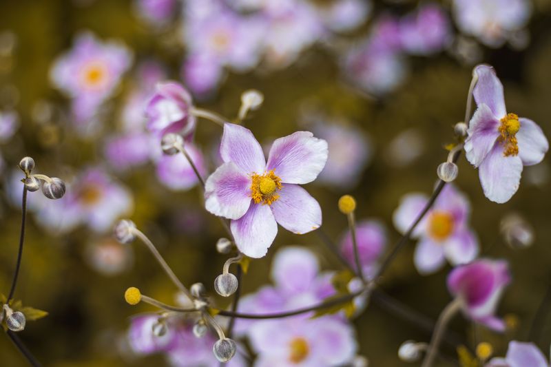 A Quick Fall Note Sets Up Next Year's Windflower Show