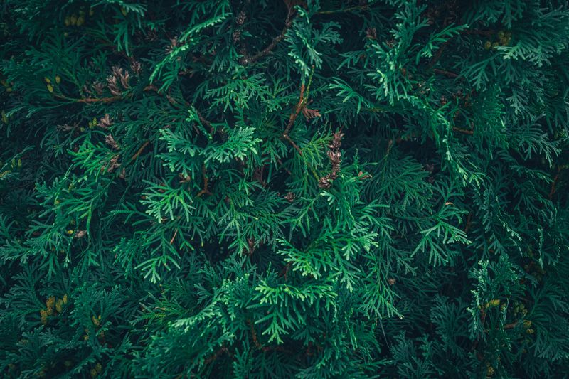 A Quick Hedge Checkup Helps Your Arborvitae Bounce Back A Quick Hedge Checkup Helps Your Arborvitae Bounce Back
