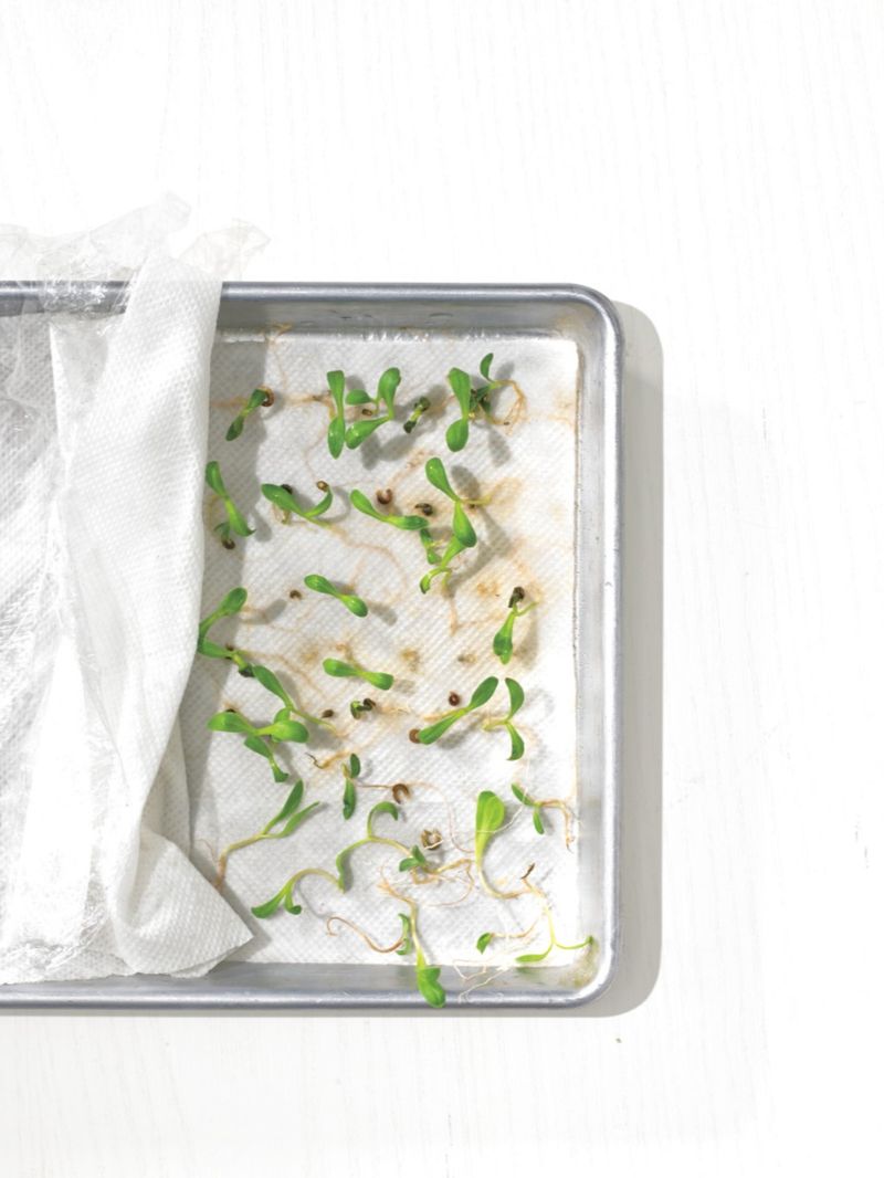 A Quick Paper Towel Test Shows Which Saved Seeds Will Sprout