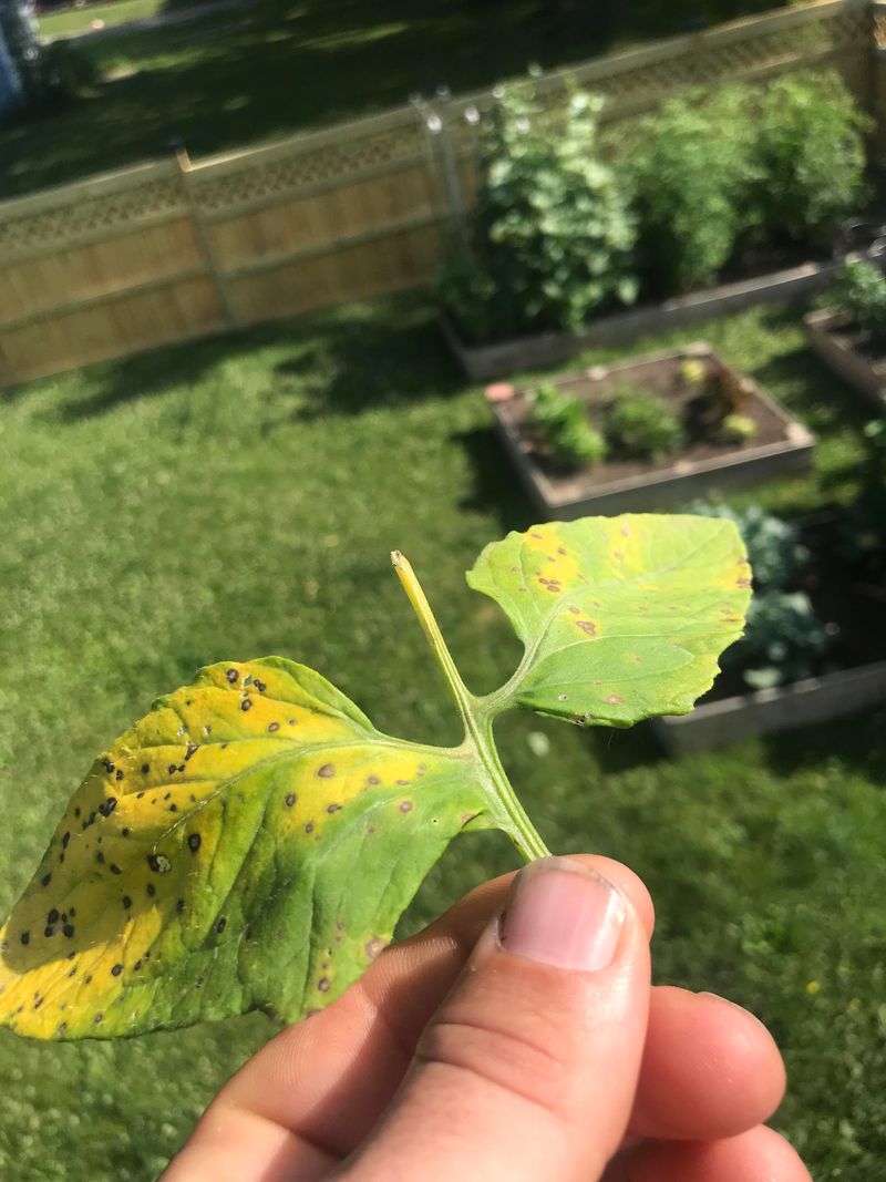 A Quick Rescue Plan For Spotted Leaves