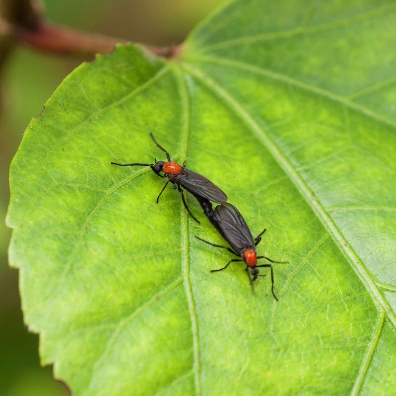 A Quick Romance Creates Giant Swarms