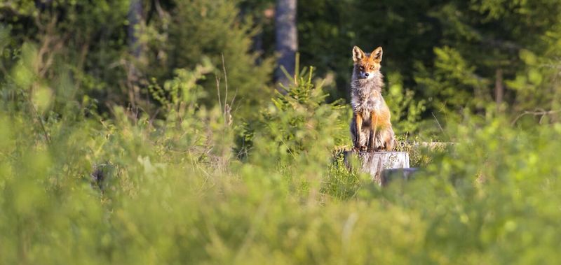 A Red Fox Weighs Just 10 To 15 Pounds A Red Fox Weighs Just 10 To 15 Pounds
