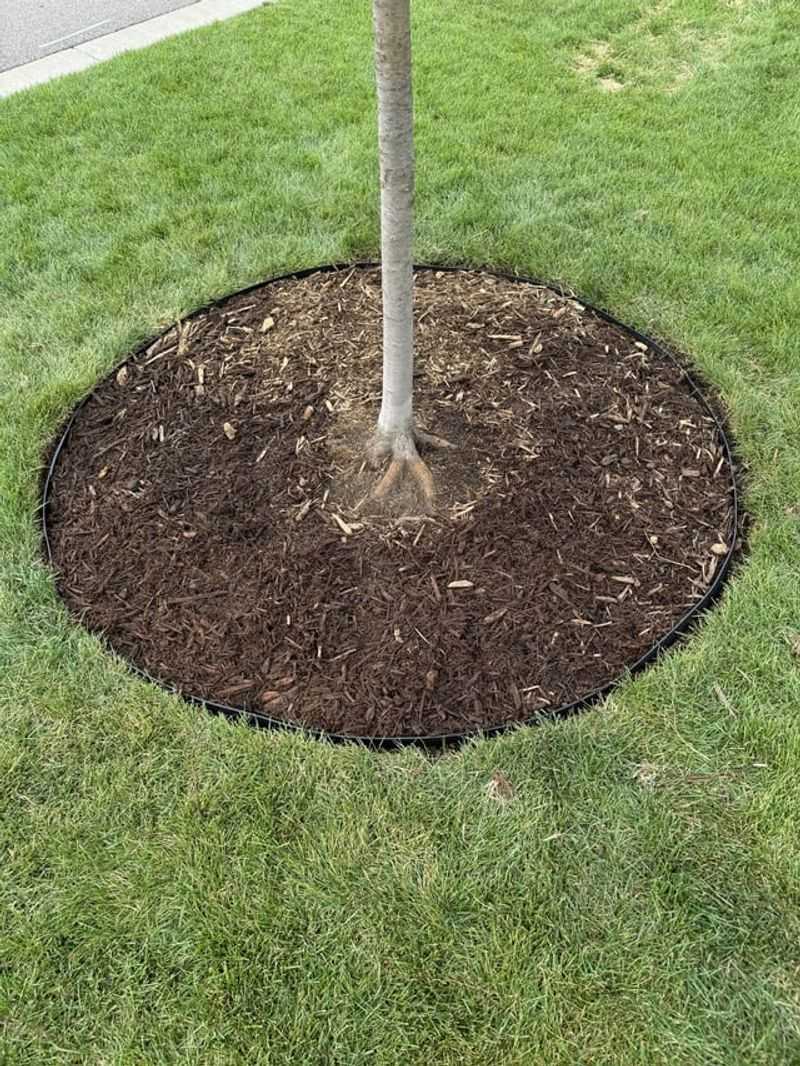 A Ring Of Mulch Locks Moisture In (Just Skip The Volcano) A Ring Of Mulch Locks Moisture In (Just Skip The Volcano)