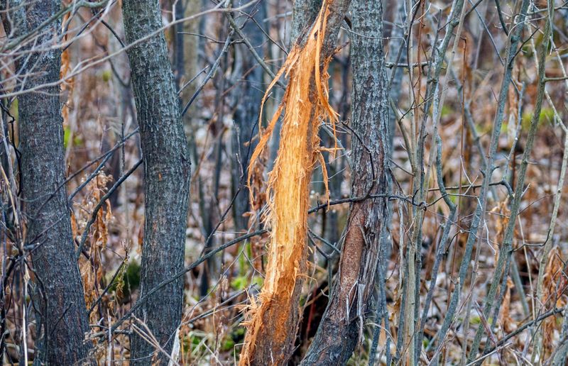 A Rub That Circles The Trunk Is Devastating A Rub That Circles The Trunk Is Devastating