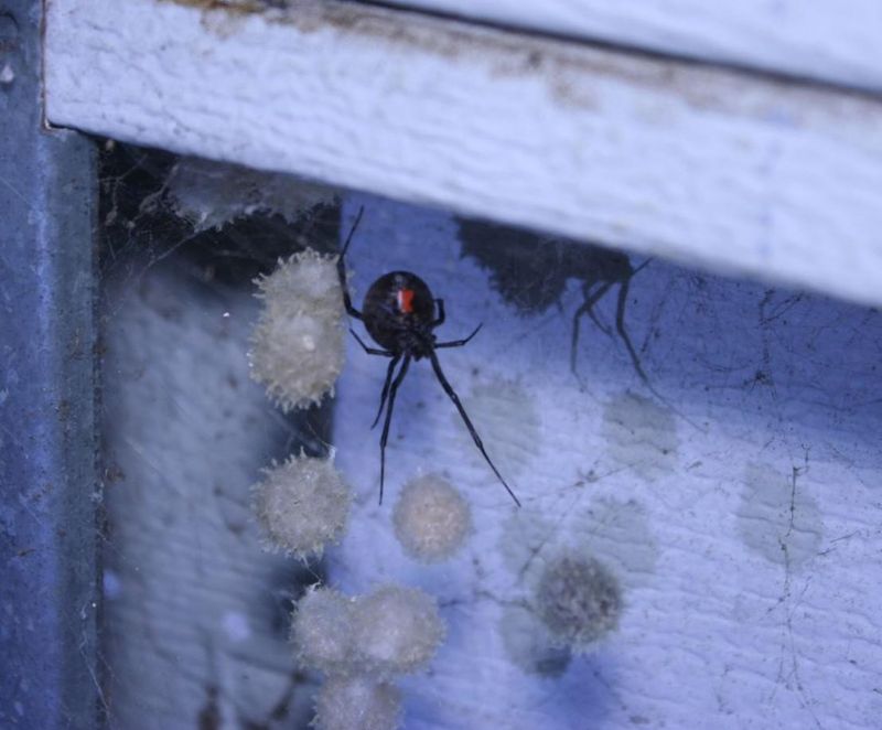 A Safe Plan For Removing Egg Sacs