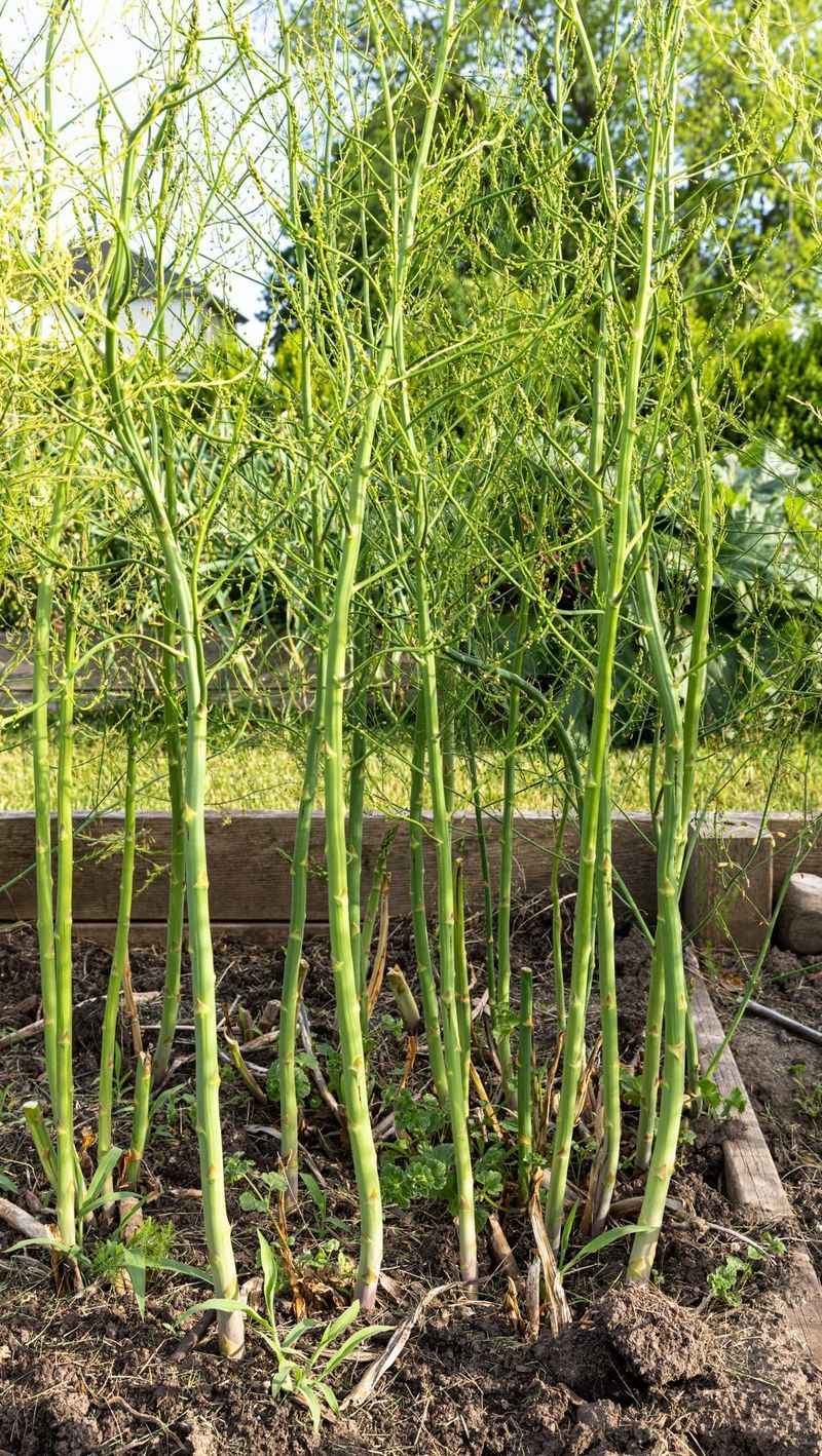 A Scatter Over Established Asparagus Beds A Scatter Over Established Asparagus Beds