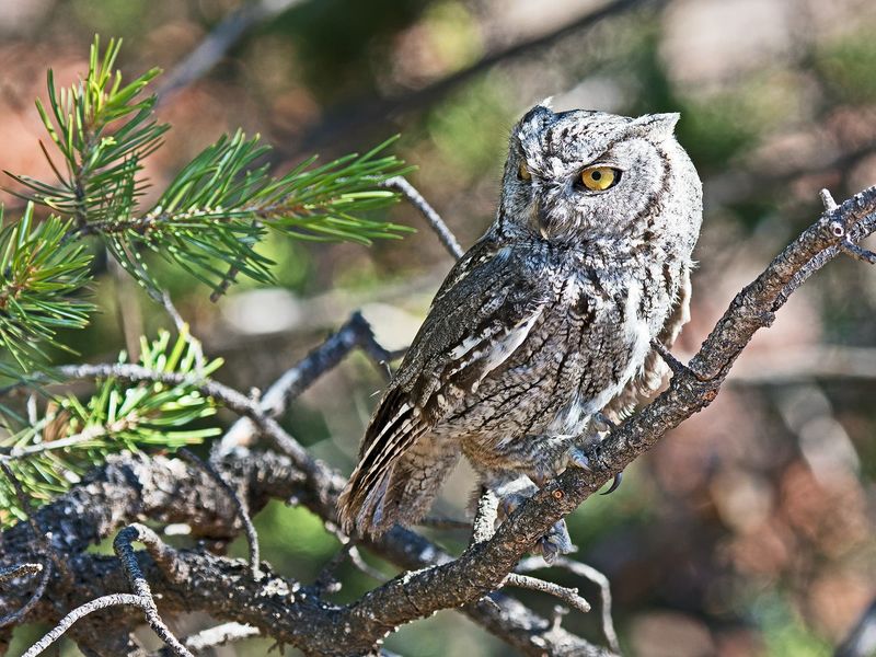 A Screech Owl That Does Not Screech A Screech Owl That Does Not Screech