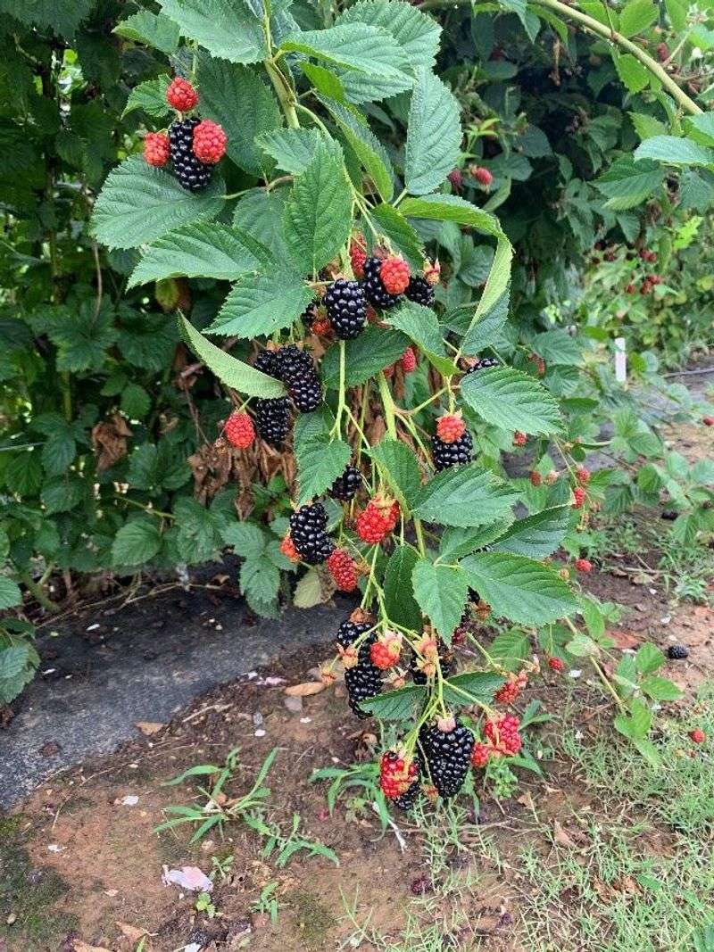 A Second Crop Can Ripen Later In The Season A Second Crop Can Ripen Later In The Season