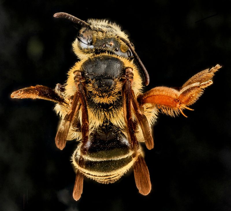A Second Rare Bee Showed Up In The Same County