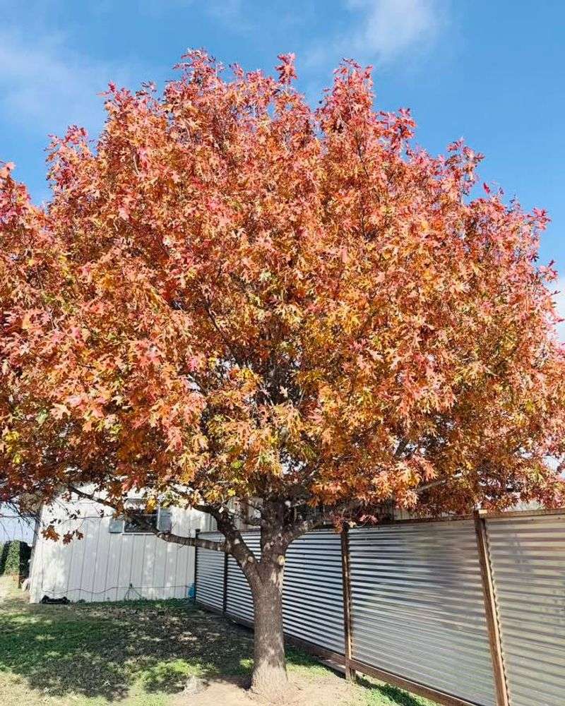 A Shade Tree That Sticks Around For Decades