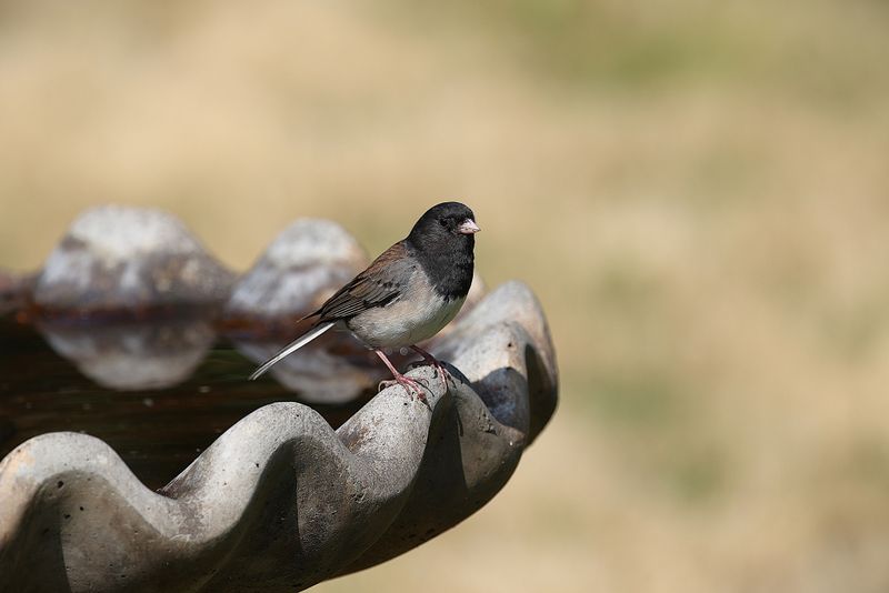 A Shallow Birdbath Helps Juncos Through Freezing Mornings A Shallow Birdbath Helps Juncos Through Freezing Mornings
