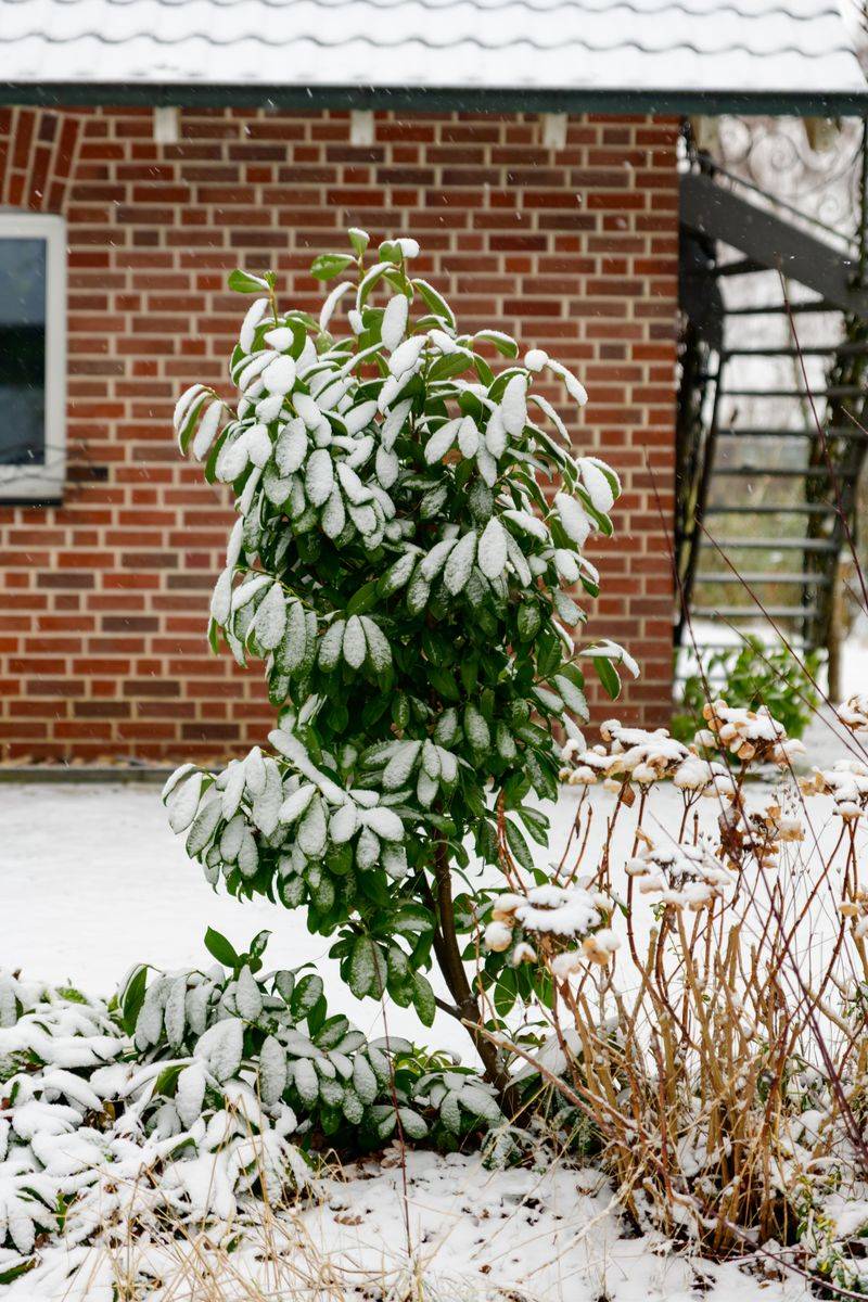 A Sheltered Wall Can Save Your Tea Shrub From Winter Wind A Sheltered Wall Can Save Your Tea Shrub From Winter Wind
