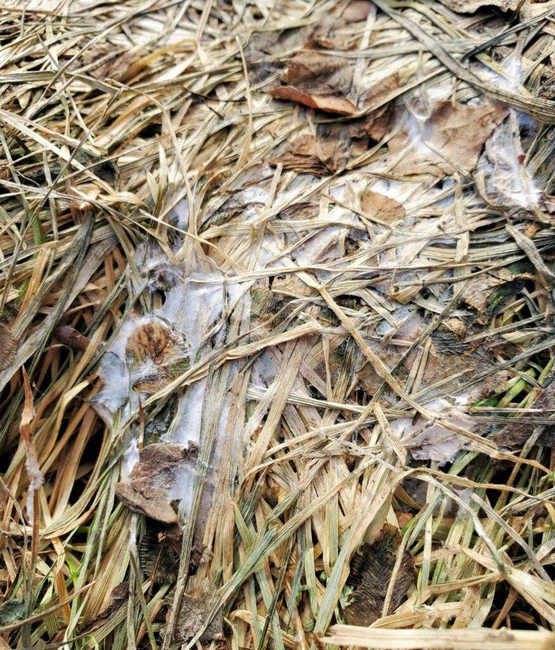 A Shorter Final Cut Helps Prevent Snow Mold