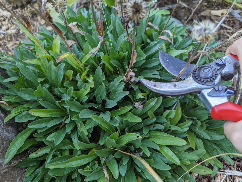 A Shorter Plant Settles Into New Ground Faster