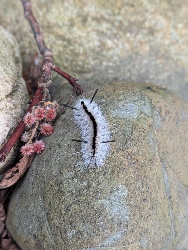 A Silk Cocoon Laced With Hairs Carries Them Through Winter