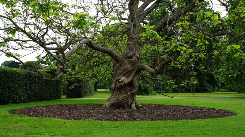 A Simple Fix Using Garden Beds And Tree Rings
