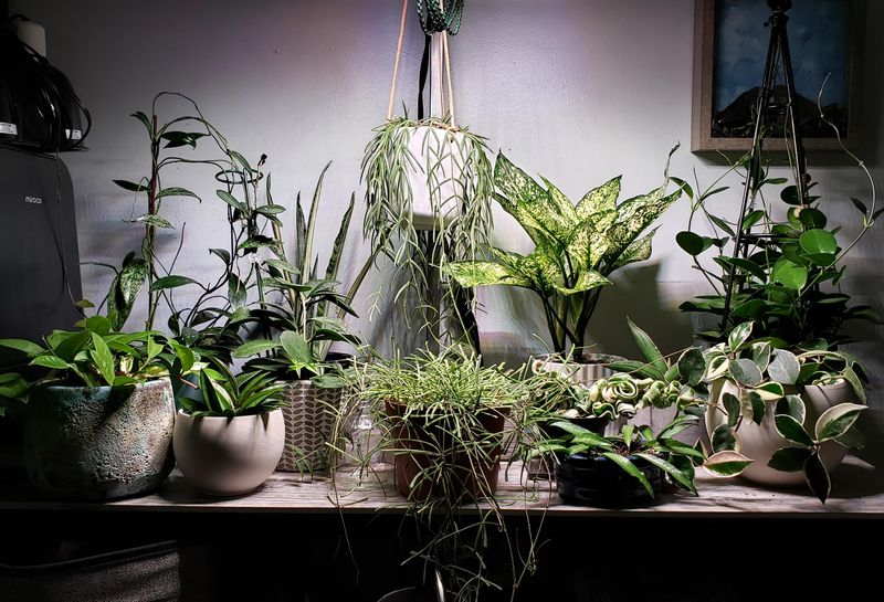 A Simple LED Grow Light Turns Any Room Into A Plant Haven